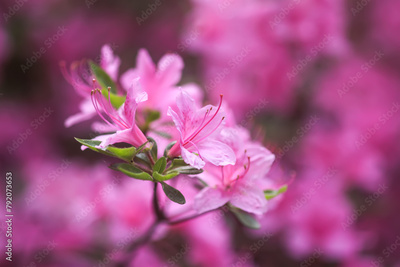 image to crop