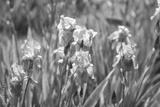 preview bw