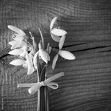preview bw