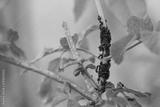 preview bw