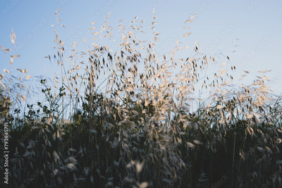 image to crop