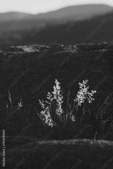 preview bw