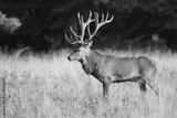 preview bw