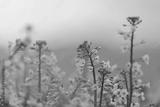 preview bw