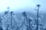 preview cold
