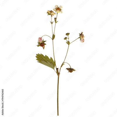 image to crop
