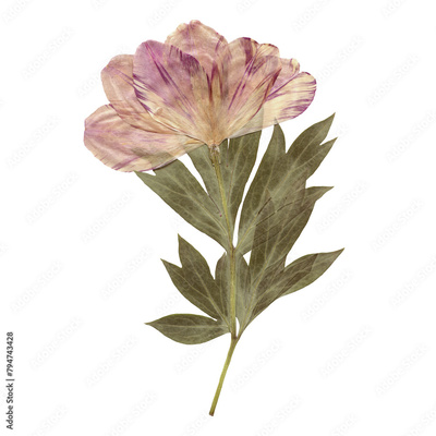 image to crop