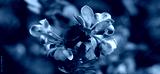 preview cold