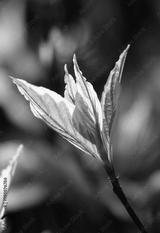 preview bw