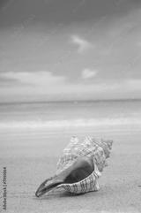 preview bw