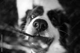 preview bw