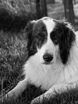 preview bw
