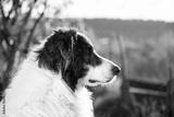 preview bw