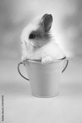 preview bw