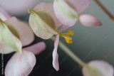 preview original