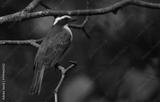 preview bw
