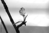 preview bw