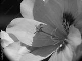 preview bw