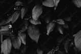 preview bw