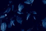 preview cold