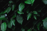 preview original