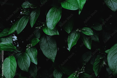 image to crop
