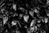 preview bw