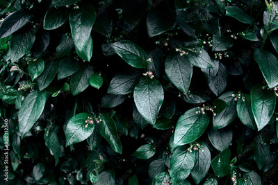 image to crop