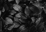 preview bw