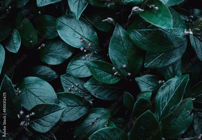 image to crop