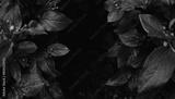 preview bw