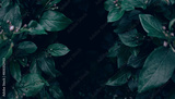 preview original