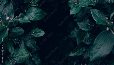 image to crop