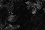 preview bw