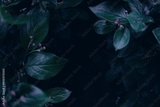preview original
