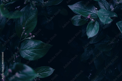 image to crop