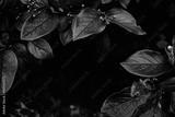 preview bw