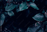 preview original