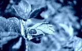 preview cold