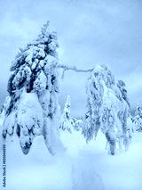 preview cold