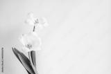 preview bw