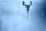preview cold