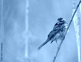 preview cold