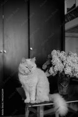 preview bw