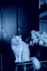preview cold