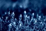 preview cold