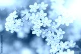 preview cold