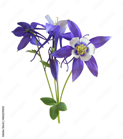 image to crop