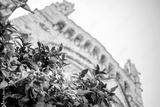 preview bw