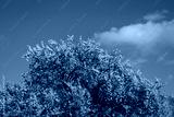 preview cold